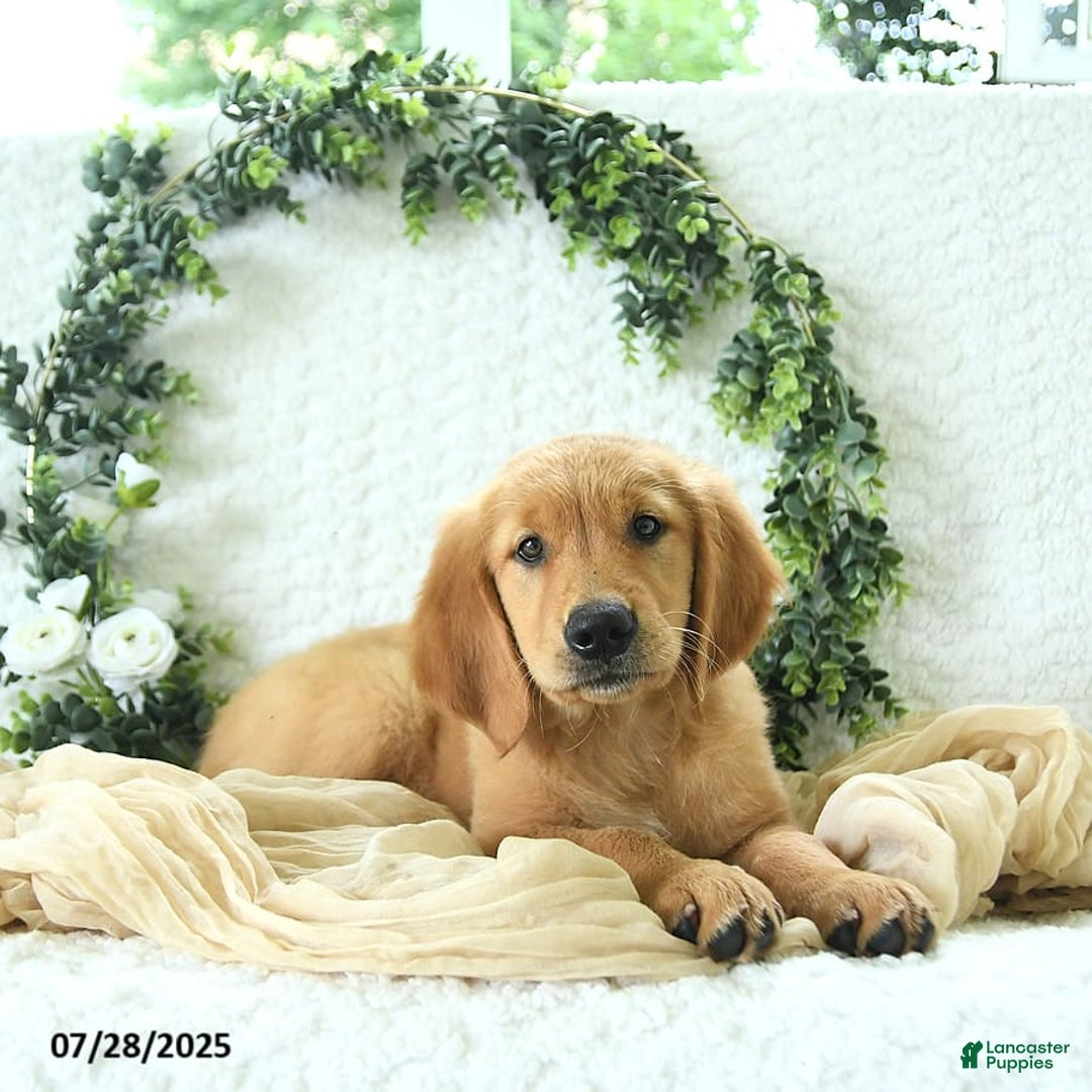 Golden Retriever dogs for sale: Aleigha - Image 7