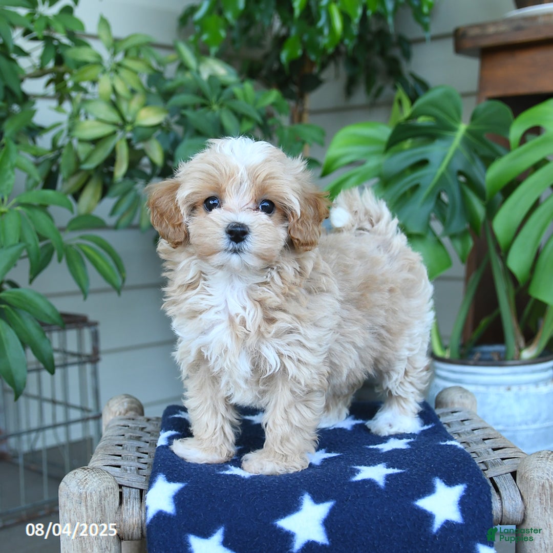 Maltipoo dogs for sale: Cindy - Image 5