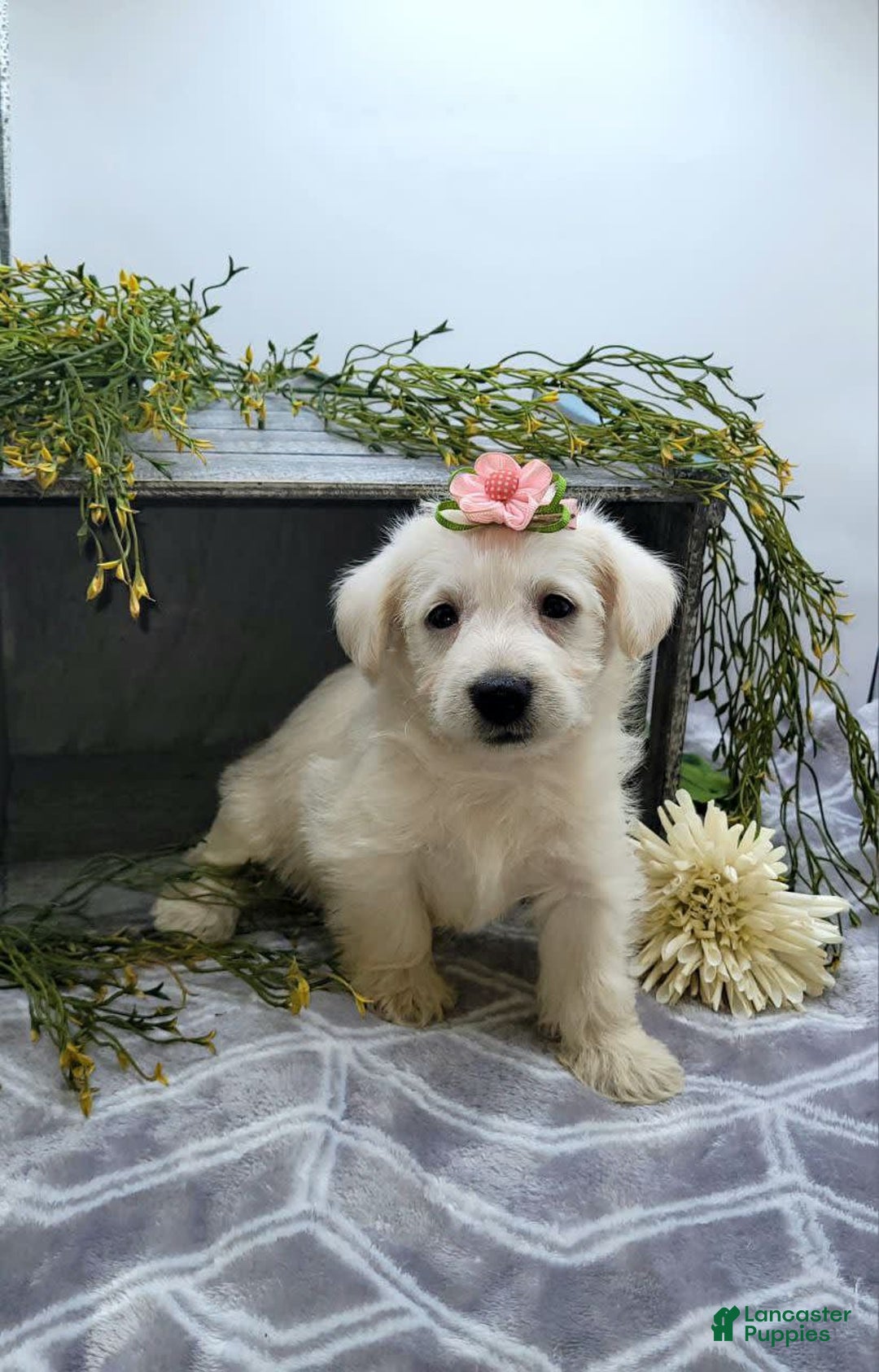 West Highland Terrier dogs for sale: Jewel - Image 4