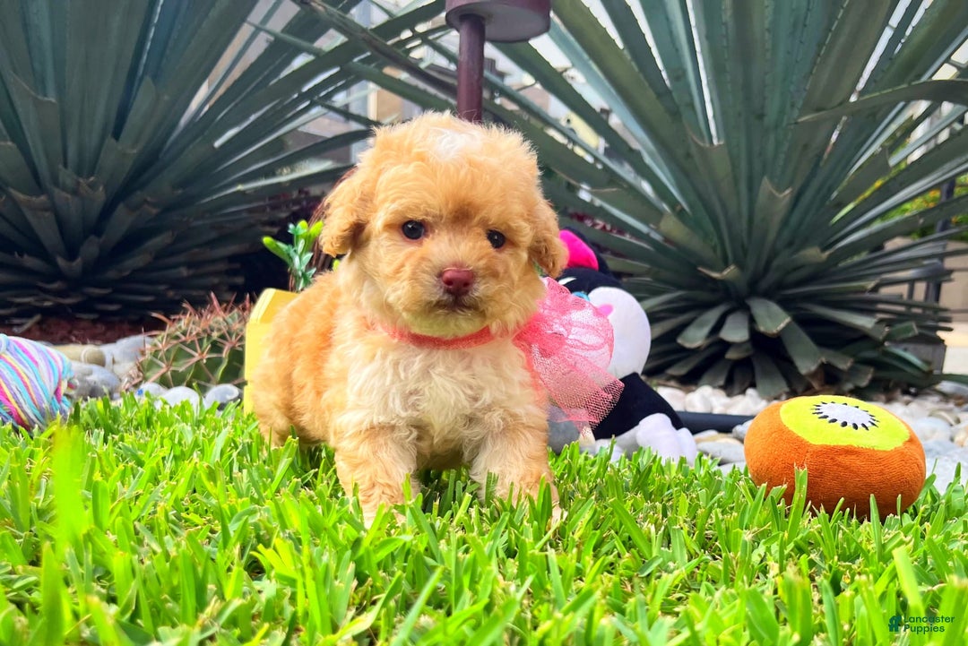 Toy Poodle dogs for sale: Juliet - Image 4