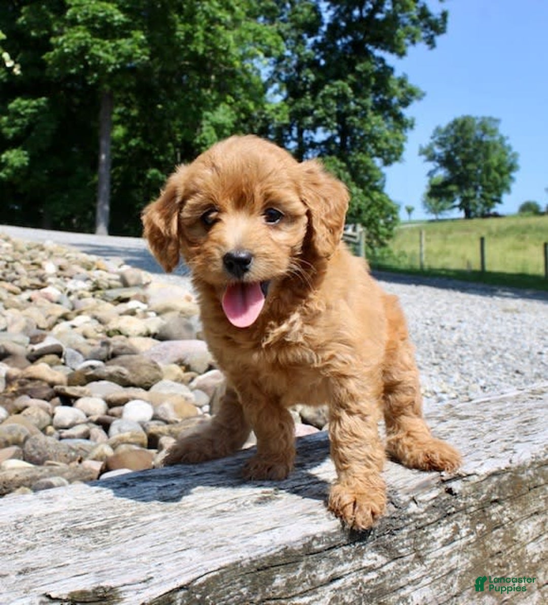 Mini Goldendoodle dogs for sale: Vicky - Image 6