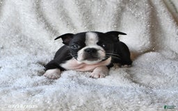 Boston Terrier dogs for sale: Clancy - Image 2