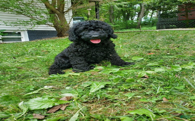 Miniature Poodle dogs for sale - Ad 5