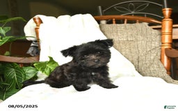 Havanese dogs for sale: Popcorn - Image 2