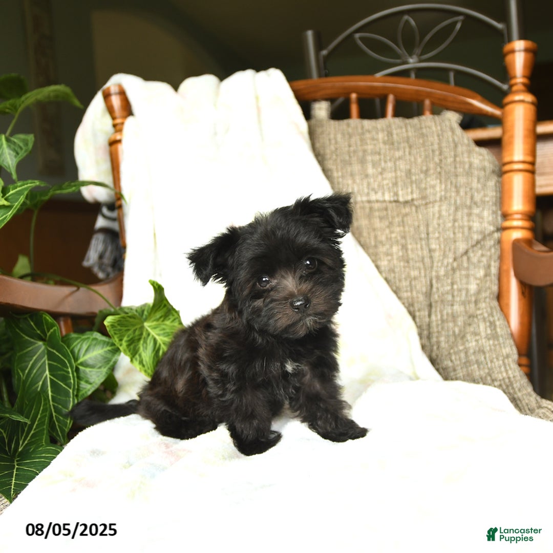 Havanese dogs for sale: Popcorn - Image 2