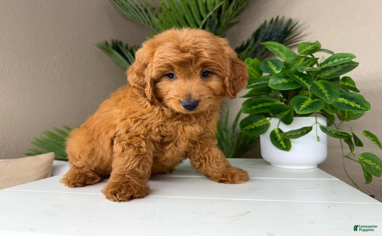 Mini Goldendoodle dogs for sale - Ad 3
