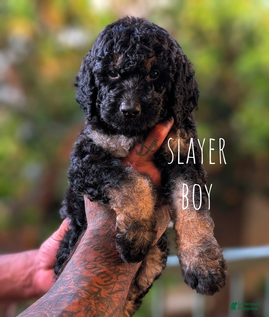 Goldendoodle dogs for sale: Slayer - Image 1