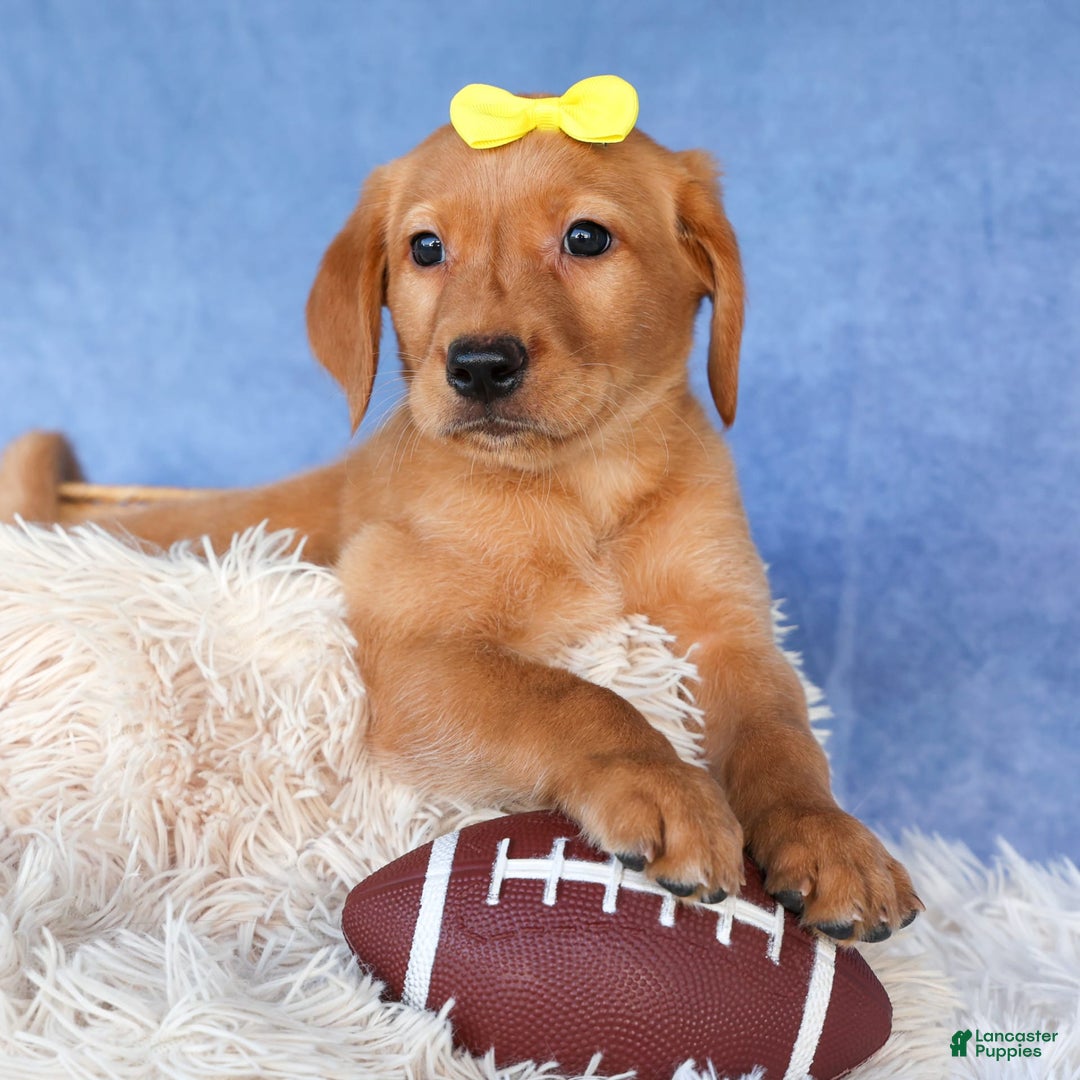 Labrador Retriever dogs for sale: Red Fox Geo - Image 21