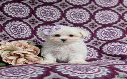 Maltese dogs for sale: Claudette Akc - Image 1