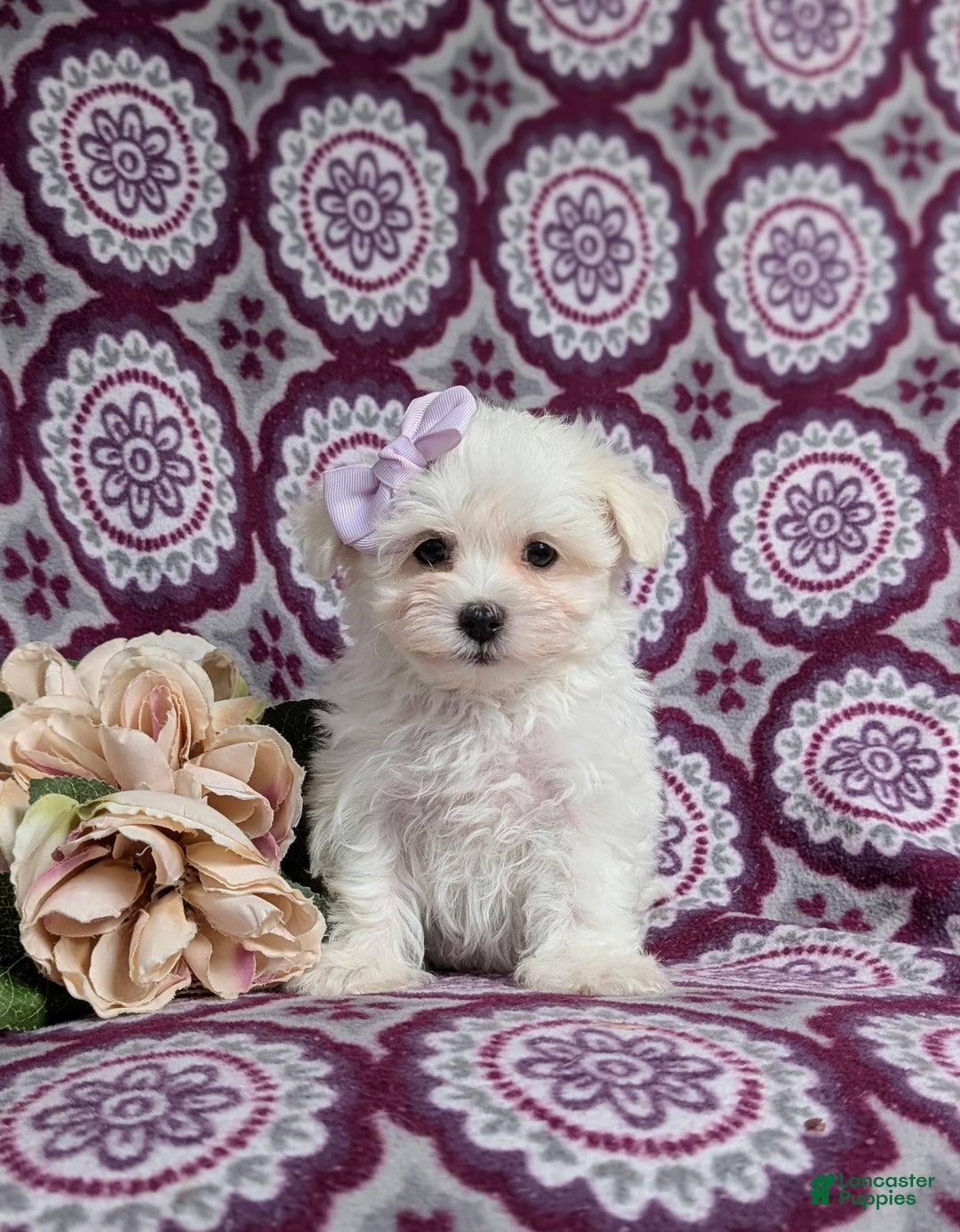 Maltese dogs for sale: Claudette Akc - Image 1