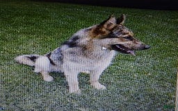 Gerberian Shepsky dogs for sale: Henry - Image 15