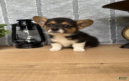 Welsh Corgi Pembroke dogs for sale: Chester - Image 7