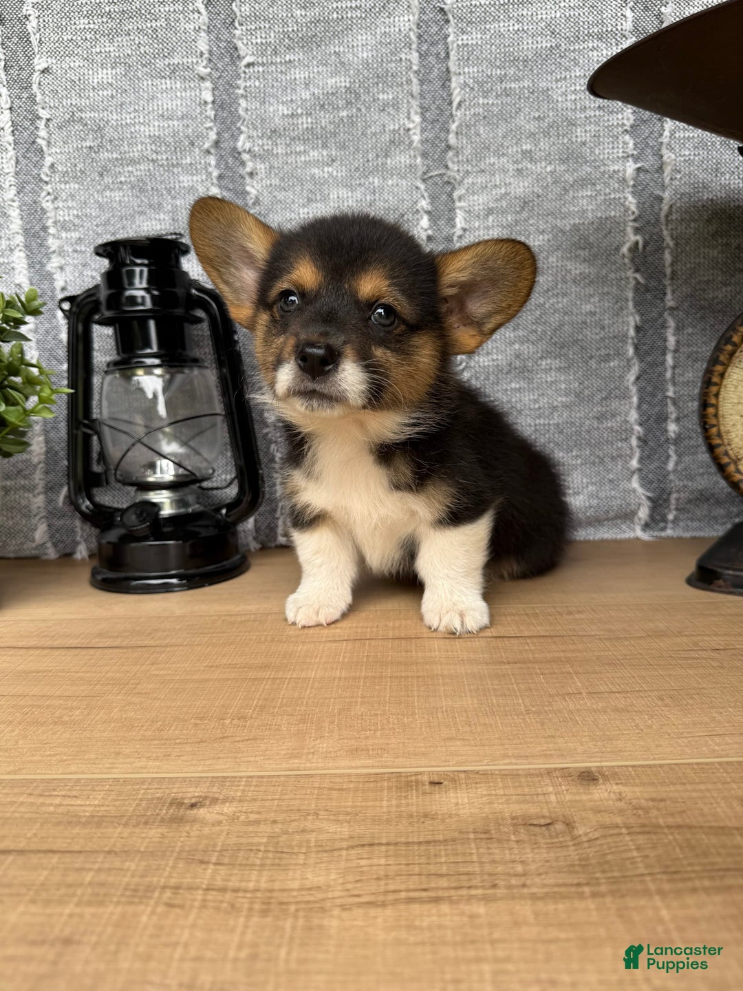 Welsh Corgi Pembroke dogs for sale: Chester - Image 7