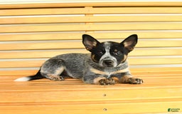 Australian Cattle Dog dogs for sale: Muffin - Image 7