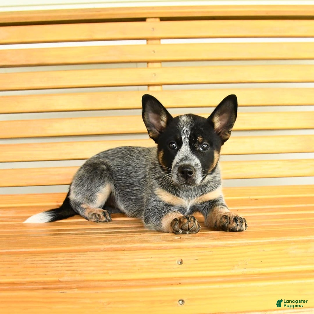 Australian Cattle Dog dogs for sale: Muffin - Image 7