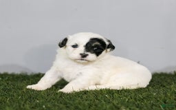 Shihpoo dogs for sale: Abby - Image 1