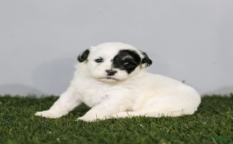 Shihpoo dogs for sale - Ad 3