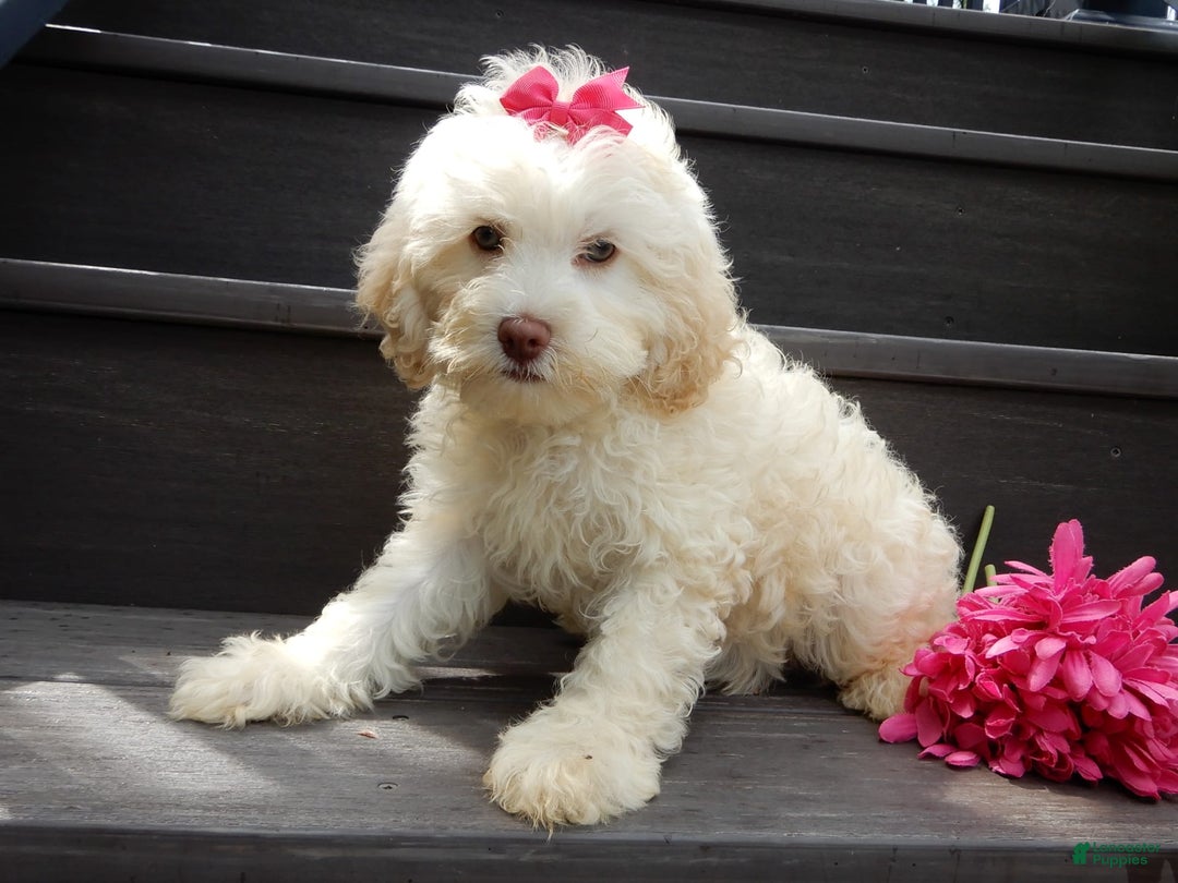 Cockapoo dogs for sale: Juliet - Image 8