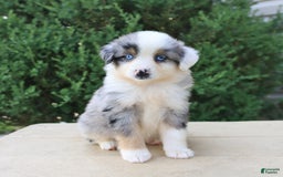 Miniature Australian Shepherd dogs for sale: Miniature Australian Shepherd 8 puppies - Image 24