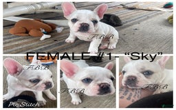 French Bulldog dogs for sale: Sky - Image 3