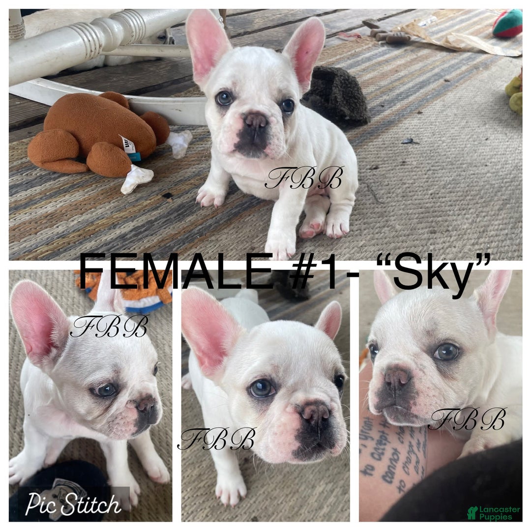 French Bulldog dogs for sale: Sky - Image 3
