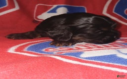 Cocker Spaniel dogs for sale: Cocker Puppy - Image 1