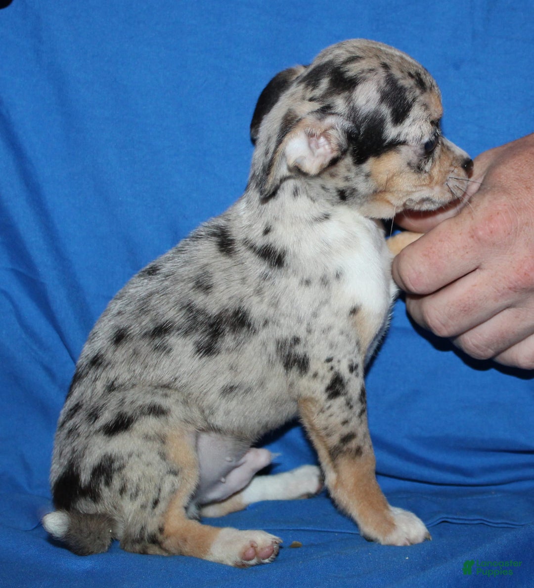 Chihuahua dogs for sale: Irvin - Image 9