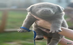 Labrador Retriever dogs for sale: Wolf - Image 2