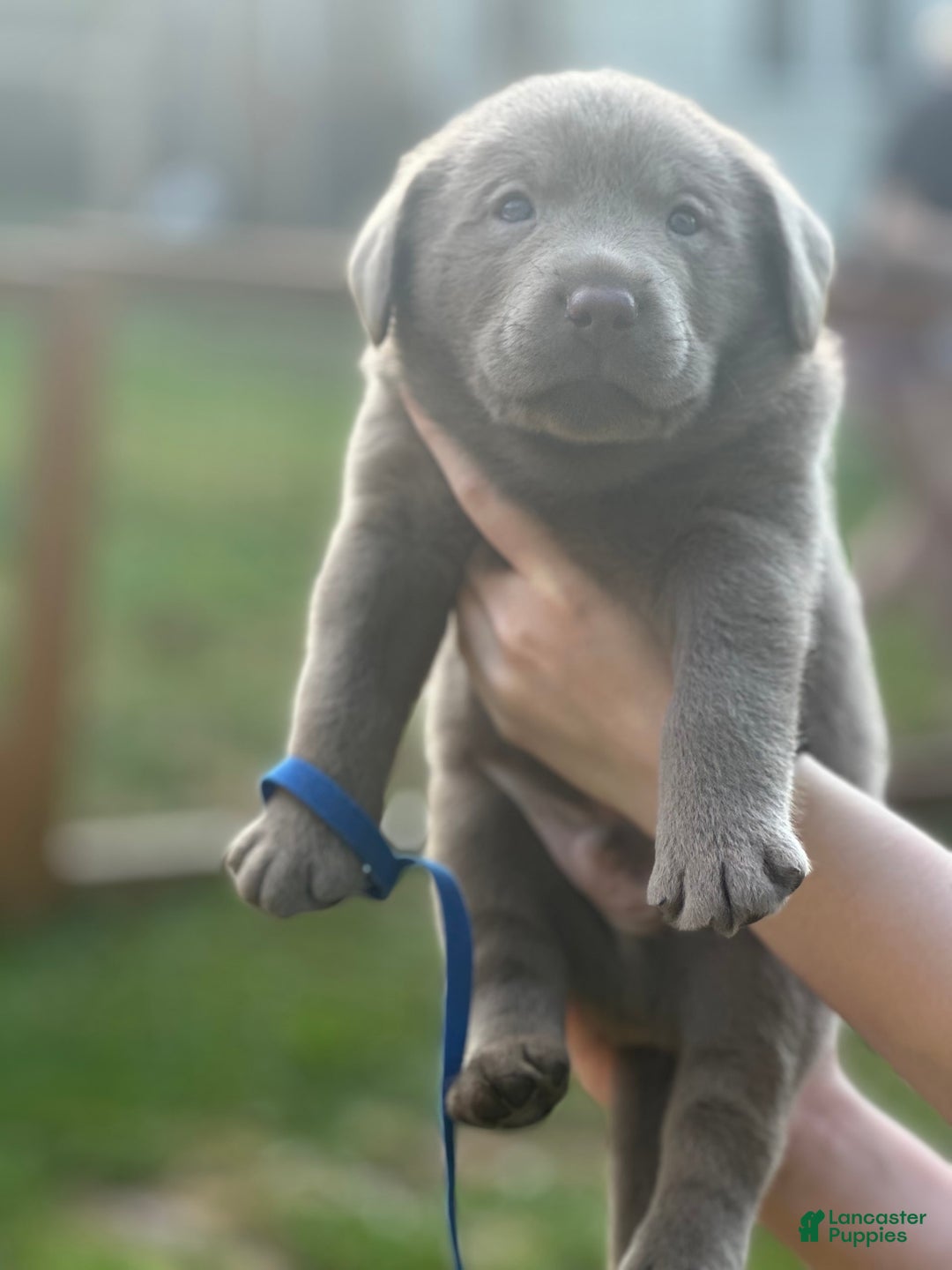 Labrador Retriever dogs for sale: Wolf - Image 2