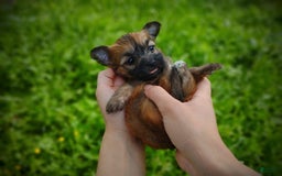 Morkie dogs for sale: Rare Gold Sable Firefly - Image 19