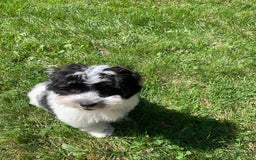 Havanese dogs for sale: Oliver - Image 2