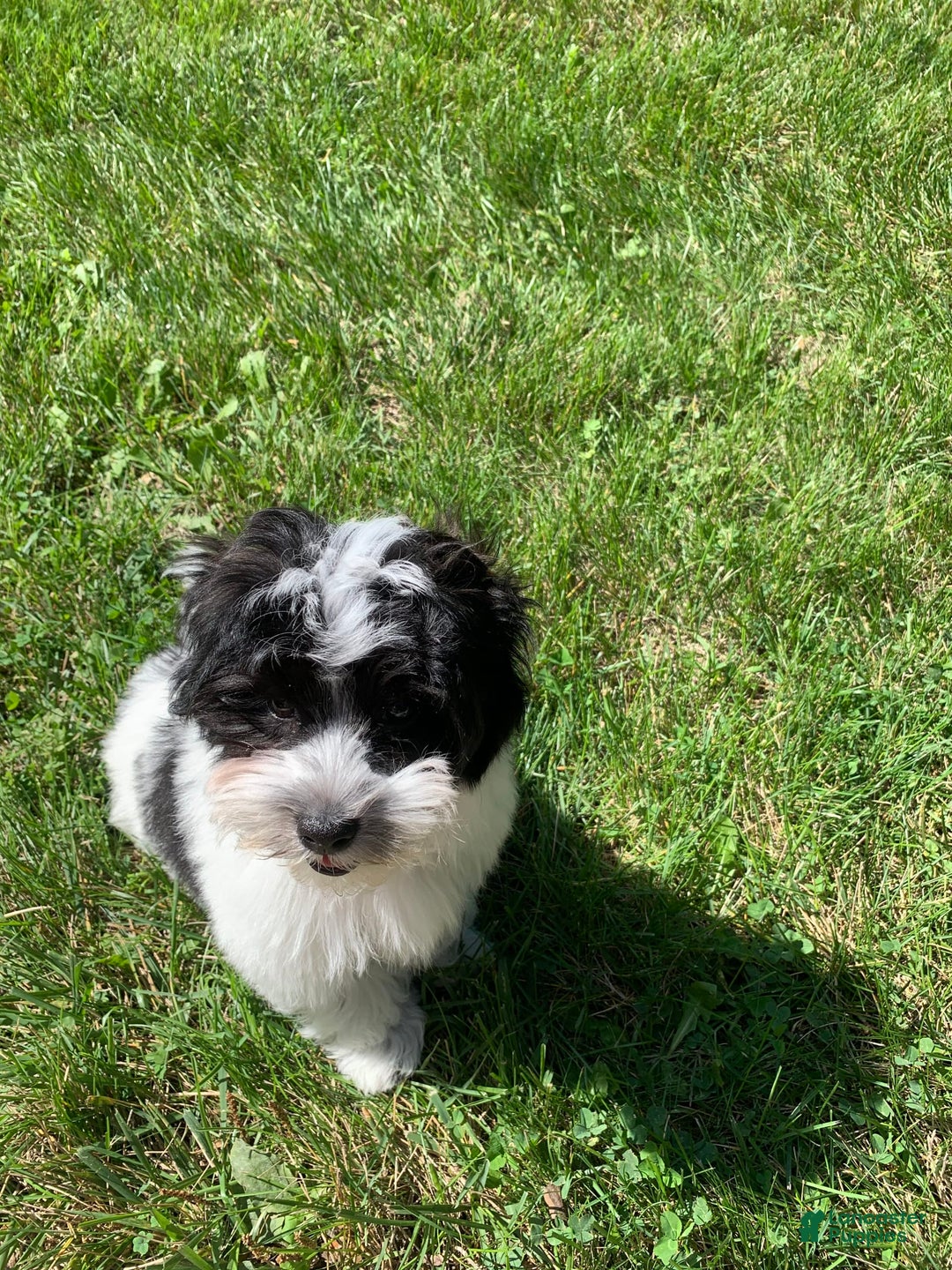 Havanese dogs for sale: Oliver - Image 2