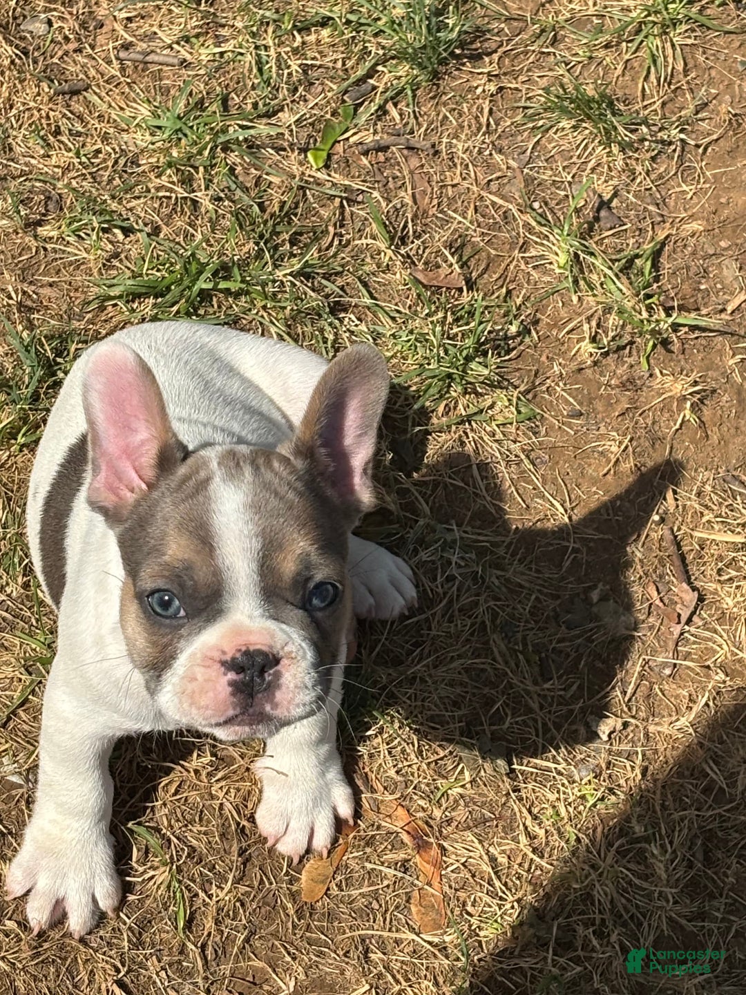 French Bulldog dogs for sale: Rebel - Image 3