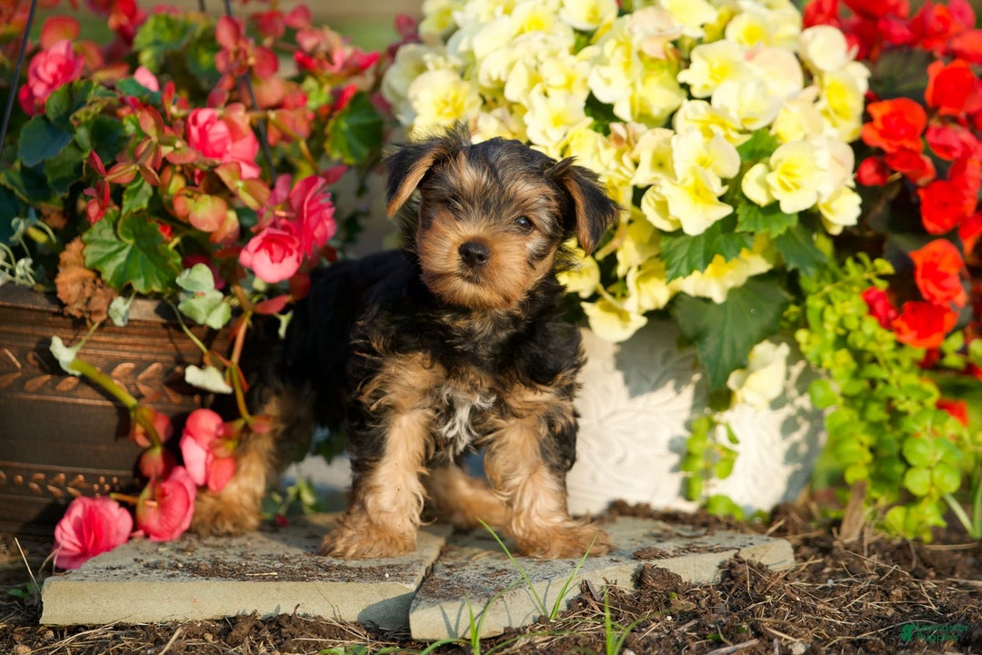 Yorkshire Terrier dogs for sale: Kalvin - Image 6