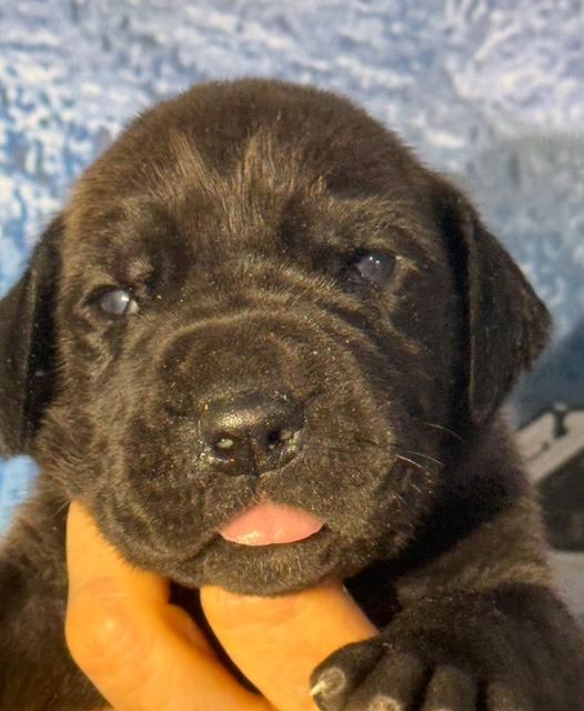 Great Dane dogs for sale: Queenie - Black - Image 4