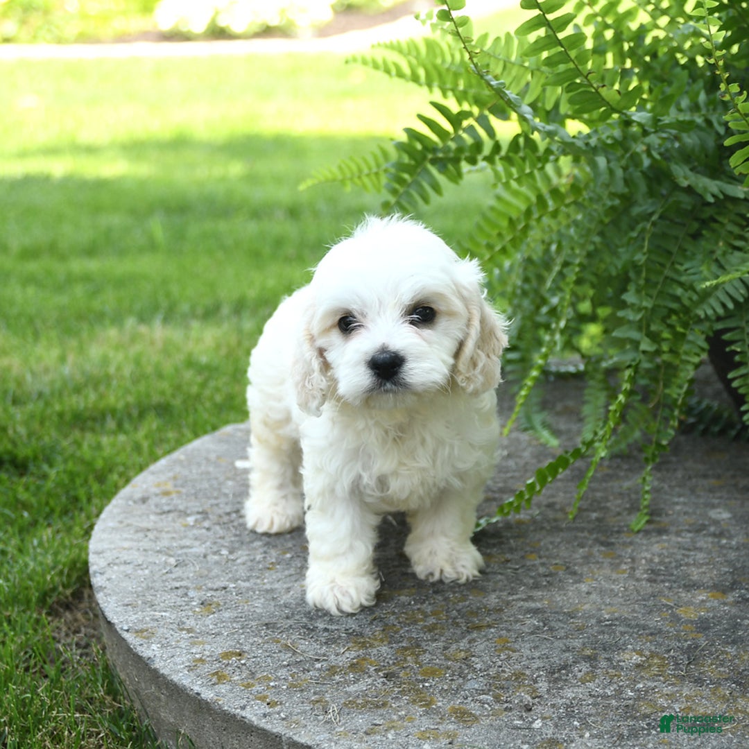 Cavachon dogs for sale: Odie - Image 2