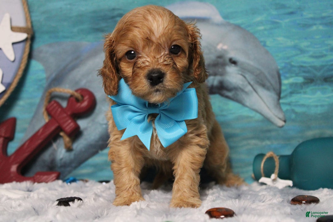 Cavapoo dogs for sale: Phoenix - Image 51
