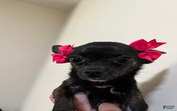 Chihuahua dogs for stud: Jahna - Image 1