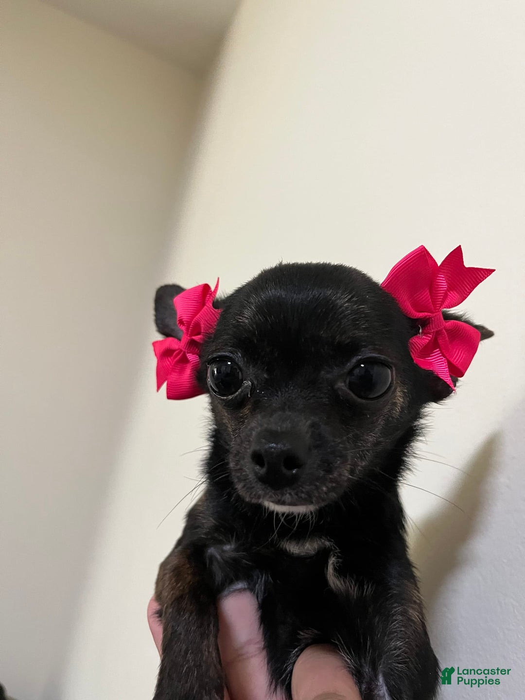 Chihuahua dogs for stud: Jahna - Image 1