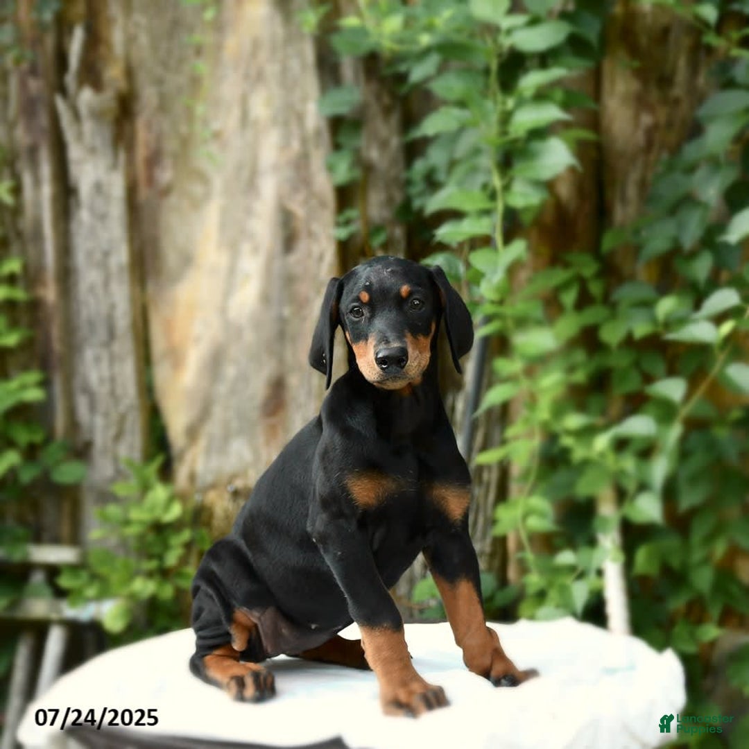 Doberman Pinscher dogs for sale: Precious - Image 11