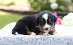 Bernese Mountain Dog dogs for sale: Polly Akc - Image 5