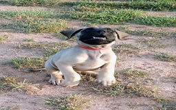 English Mastiff dogs for sale: Dark Green/red Boy  💚 ❤️ - Image 5