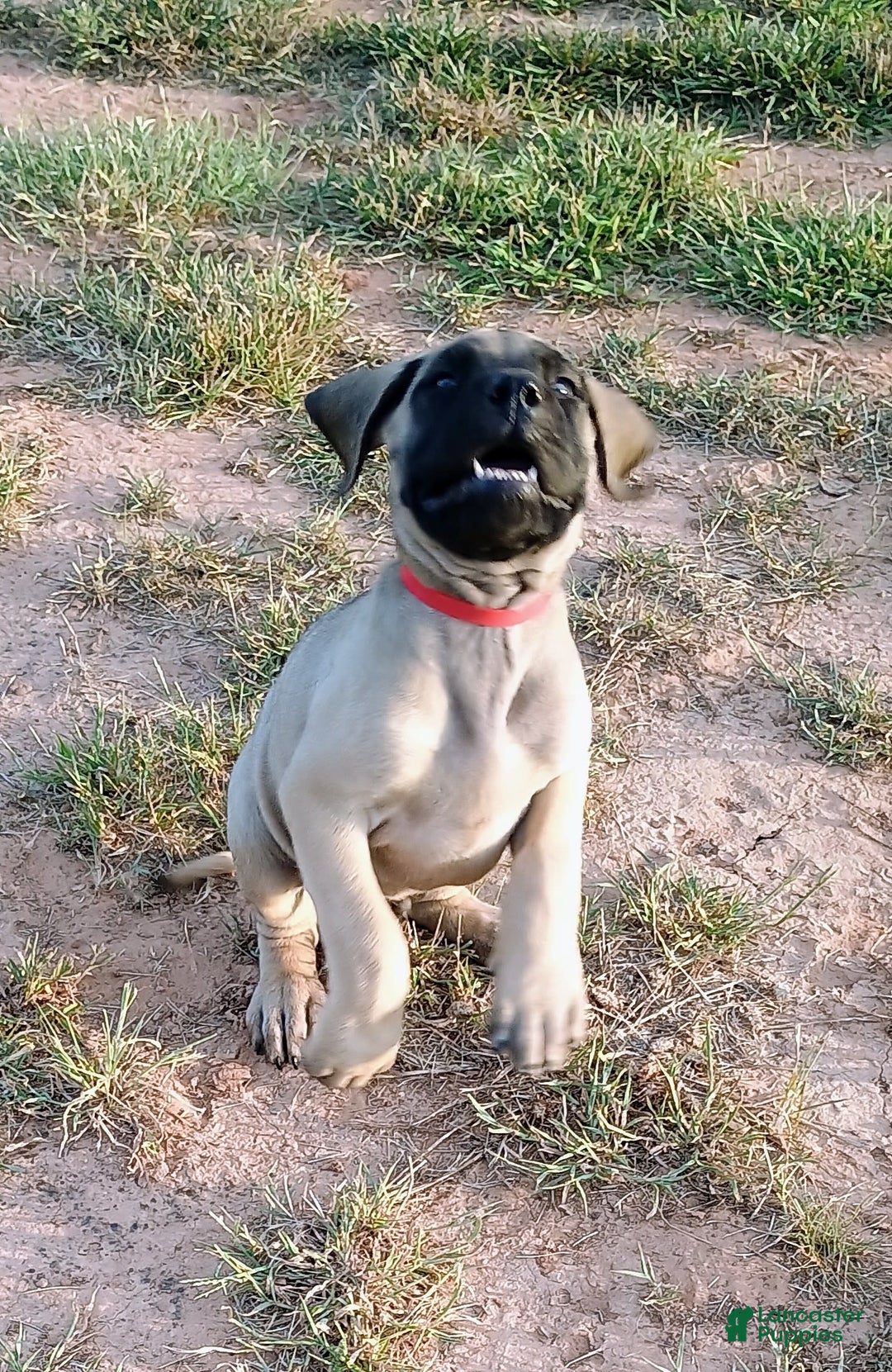 English Mastiff dogs for sale: Dark Green/red Boy  💚 ❤️ - Image 5