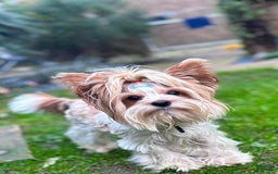 Yorkshire Terrier dogs for sale: Femi - Image 9