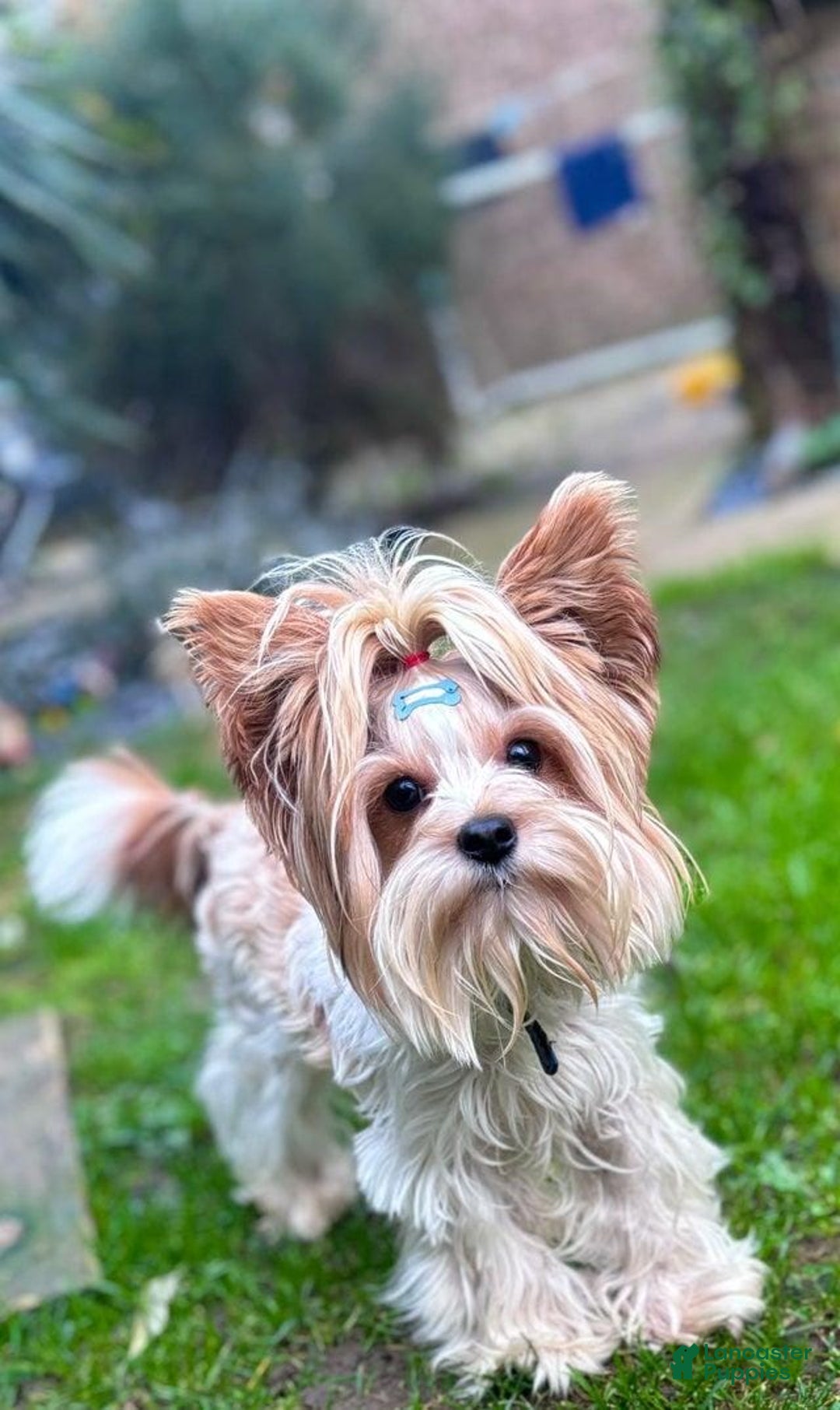 Yorkshire Terrier dogs for sale: Femi - Image 9