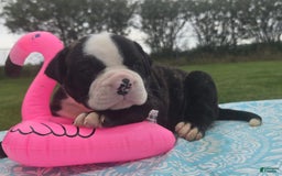 American Bulldog dogs for sale: Matilda - Image 7
