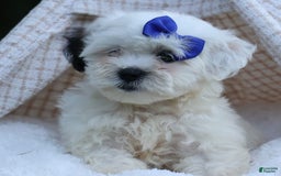 Shihpoo dogs for sale: Captain - Image 6