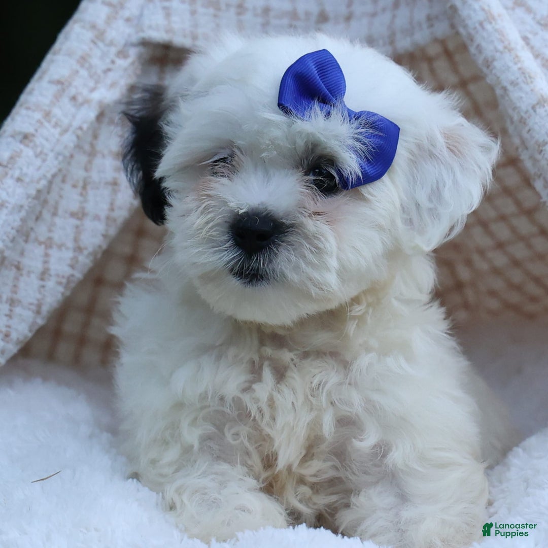 Shihpoo dogs for sale: Captain - Image 6