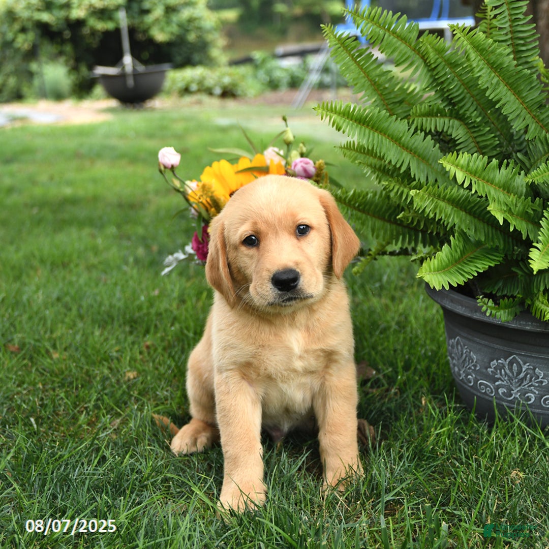 Goldador dogs for sale: Goldador 7 puppies - Image 7