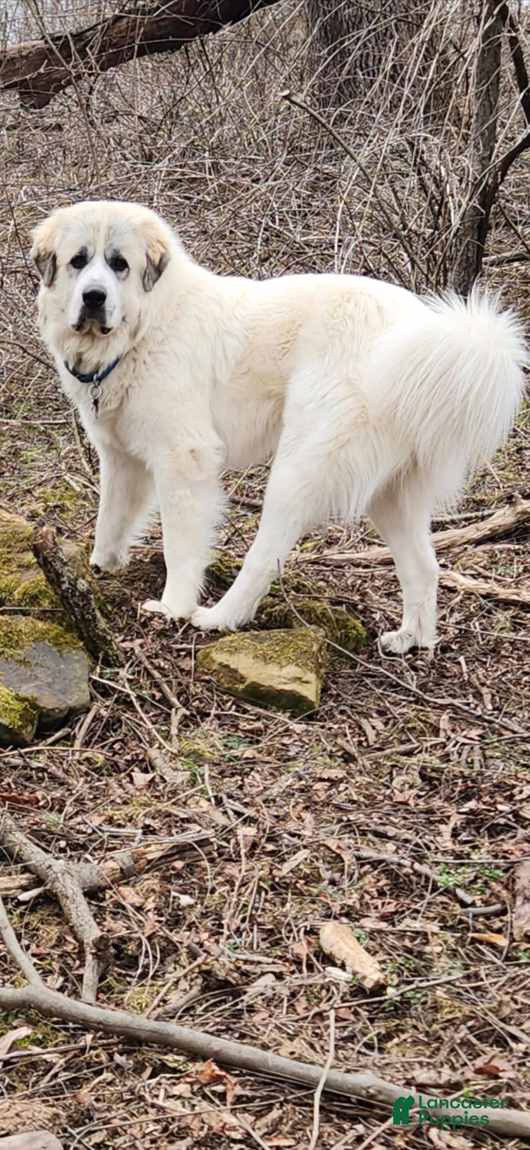 Great Pyrenees dogs for sale: Purple - Image 11